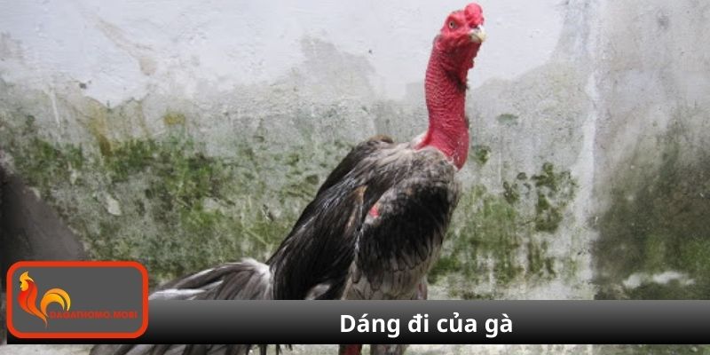 Dáng đi của gà