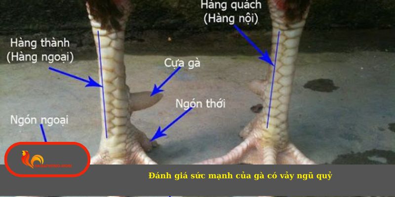 Đánh giá sức mạnh của gà có vảy ngũ quỷ