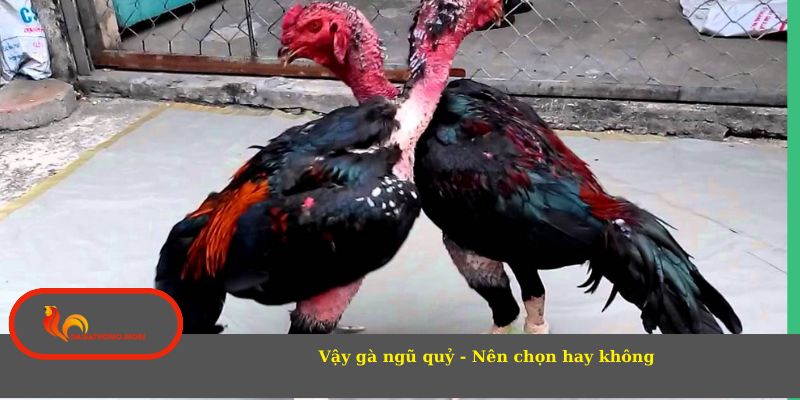 Vậy gà ngũ quỷ - Nên chọn hay không