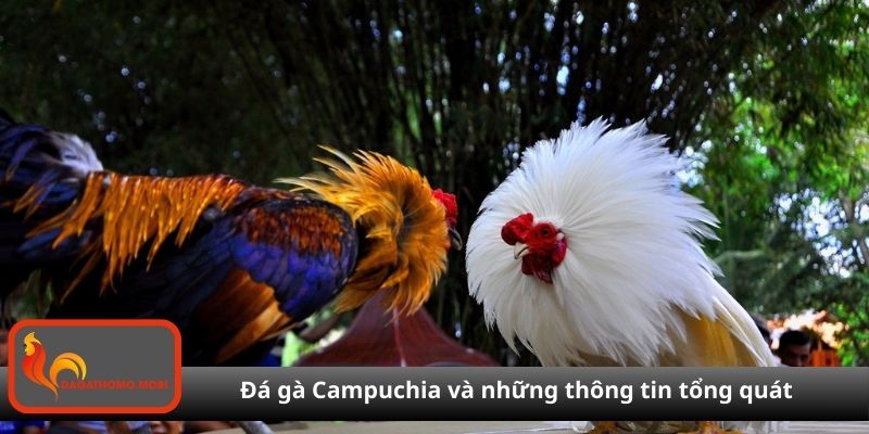 Đá gà Campuchia và những thông tin tổng quát