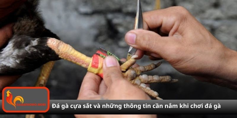 Đá gà cựa sắt