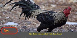 Đặc điểm của gà chọi Thái Lan là gì?