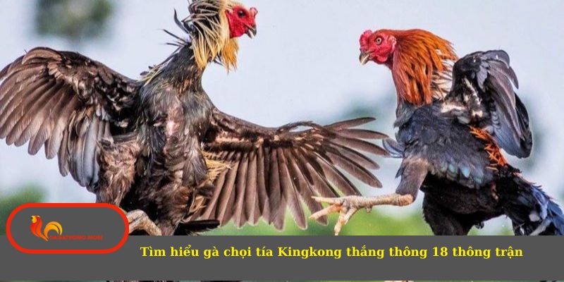 Tìm hiểu gà chọi tía Kingkong thắng thông 18 thông trận