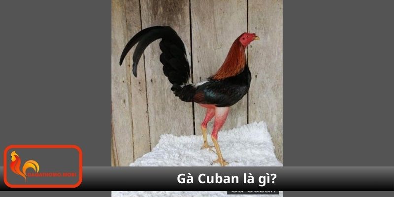 Gà Cuban là gì?