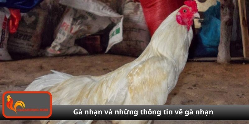 Gà nhạn và những thông tin về gà nhạn có thể bạn chưa biết