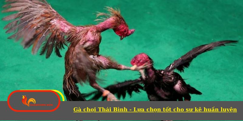 Gà chọi Thái Bình