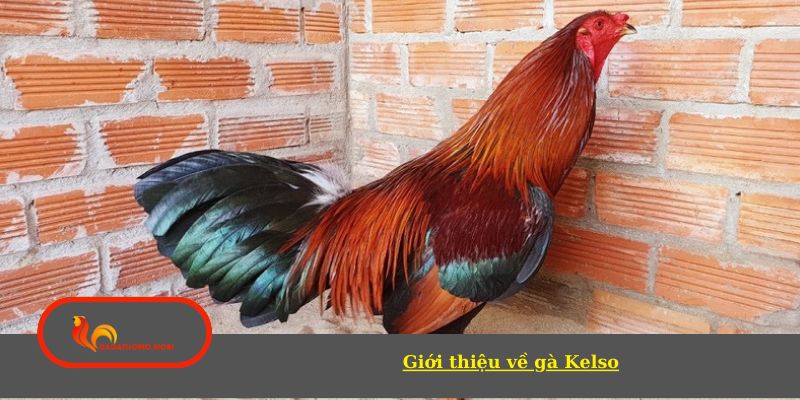 Giới thiệu về gà Kelso