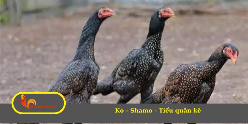 Ko - Shamo - Tiểu quân kê