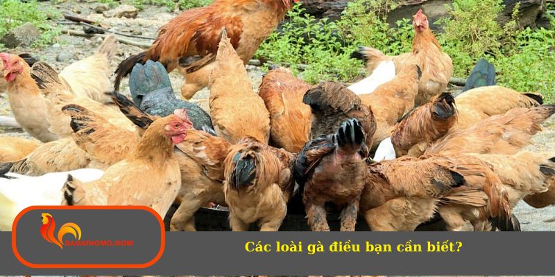 Các loài gà điều bạn cần biết?