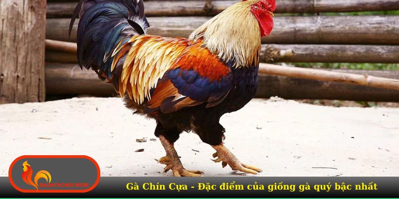 Đặc điểm của Gà Chín Cựa