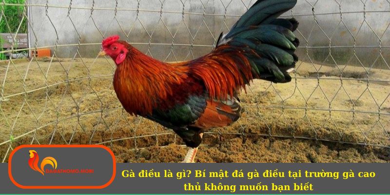 Gà điều là gì?