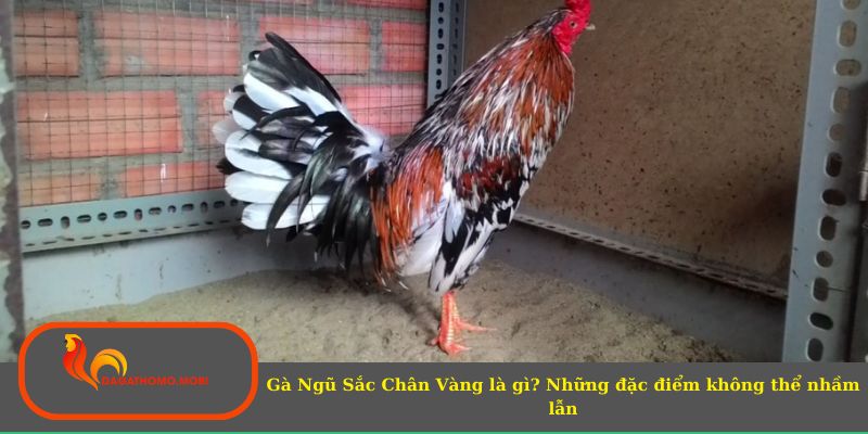 Gà Ngũ Sắc Chân Vàng là gì?