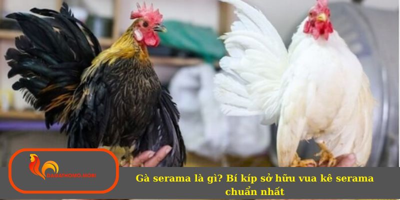 Gà serama là gì? Bí kíp sở hữu vua kê serama chuẩn nhất