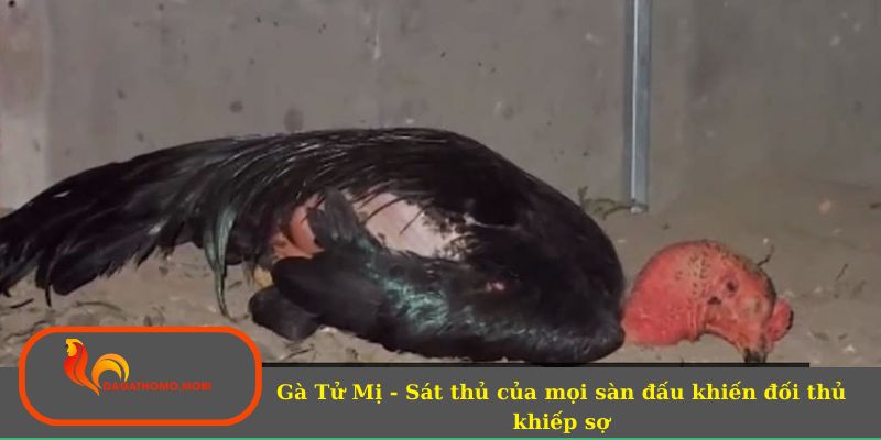 Gà Tử Mị - Sát thủ của mọi sàn đấu khiến đối thủ khiếp sợ