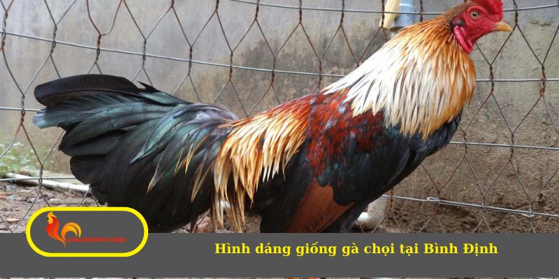 Hình dáng giống gà chọi tại Bình Định