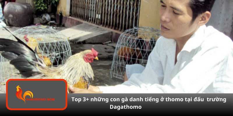 gà danh tiếng ở thomo