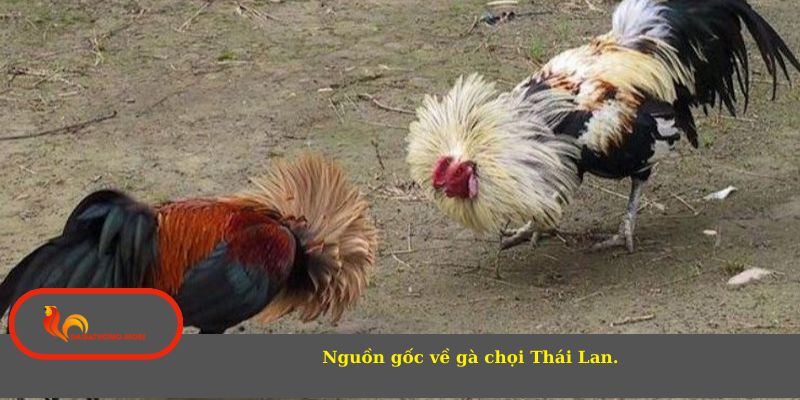 Nguồn gốc về gà chọi Thái Lan