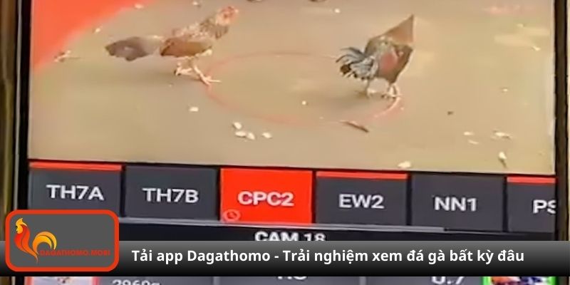Tải app Dagathomo - Trải nghiệm xem đá gà bất kỳ đâu