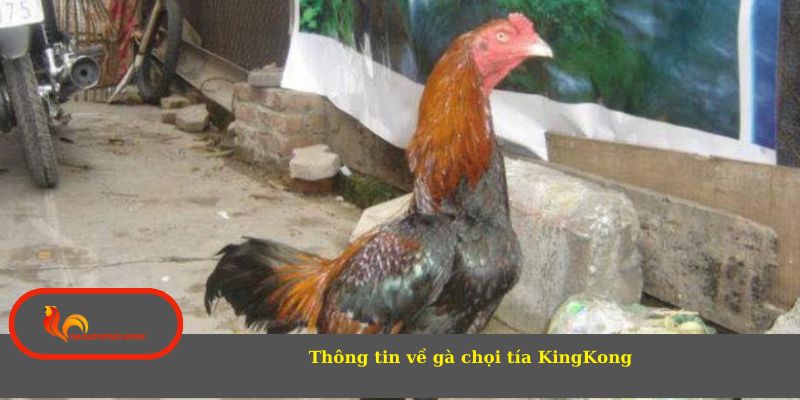 Thông tin về gà chọi tía KingKong