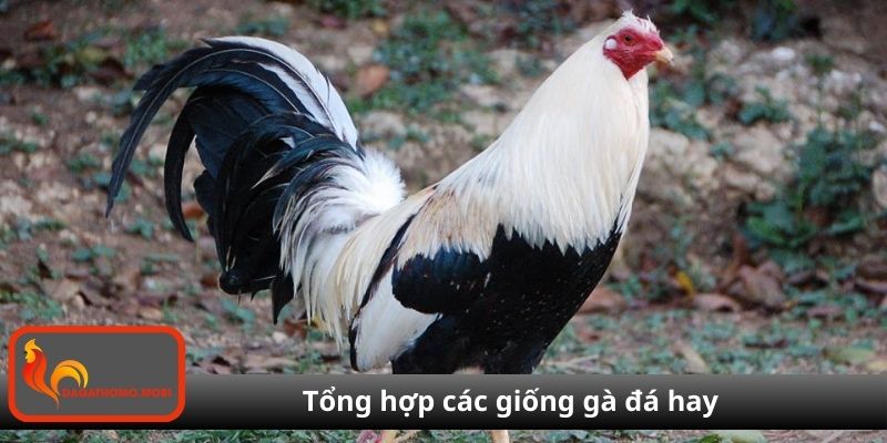 Tổng hợp các giống gà đá hay được cao thủ săn đón