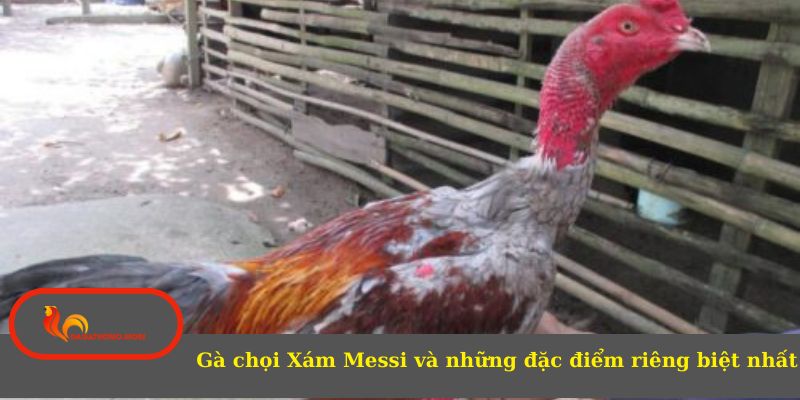 Gà chọi Xám Messi và những đặc điểm riêng biệt nhất