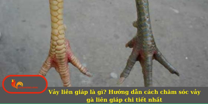 Vảy liên giáp là gì? Hướng dẫn cách chăm sóc vảy gà liên giáp chi tiết nhất