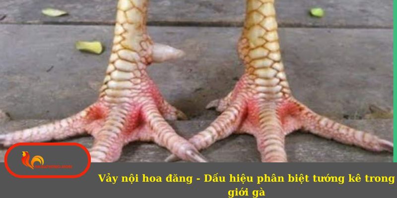 Các lựa chọn thần kê mang vảy nội hoa đăng chuẩn 