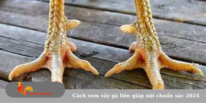 Cách xem vảy gà liên giáp nội chuẩn xác 2024