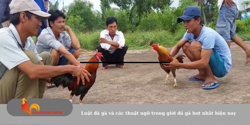 Luật đá gà và các thuật ngữ trong giới đá gà hot nhất hiện nay