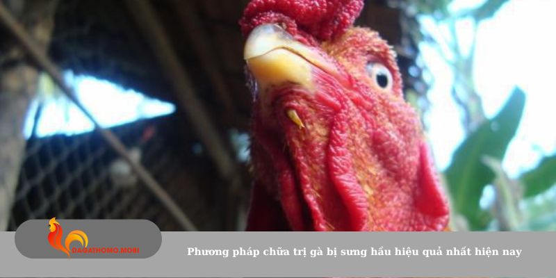 Phương pháp chữa trị gà bị sưng hầu hiệu quả nhất hiện nay