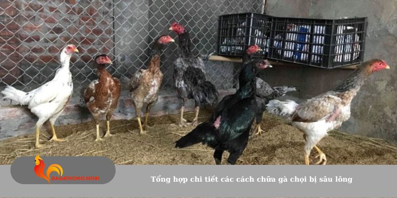 Tổng hợp chi tiết các cách chữa gà chọi bị sâu lông