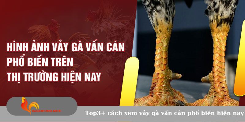 Top3+ cách xem vảy gà vấn cán phổ biến hiện nay