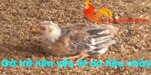 3 nguyên nhân khiến gà bị tiêu chảy nặng và cách phòng ngừa